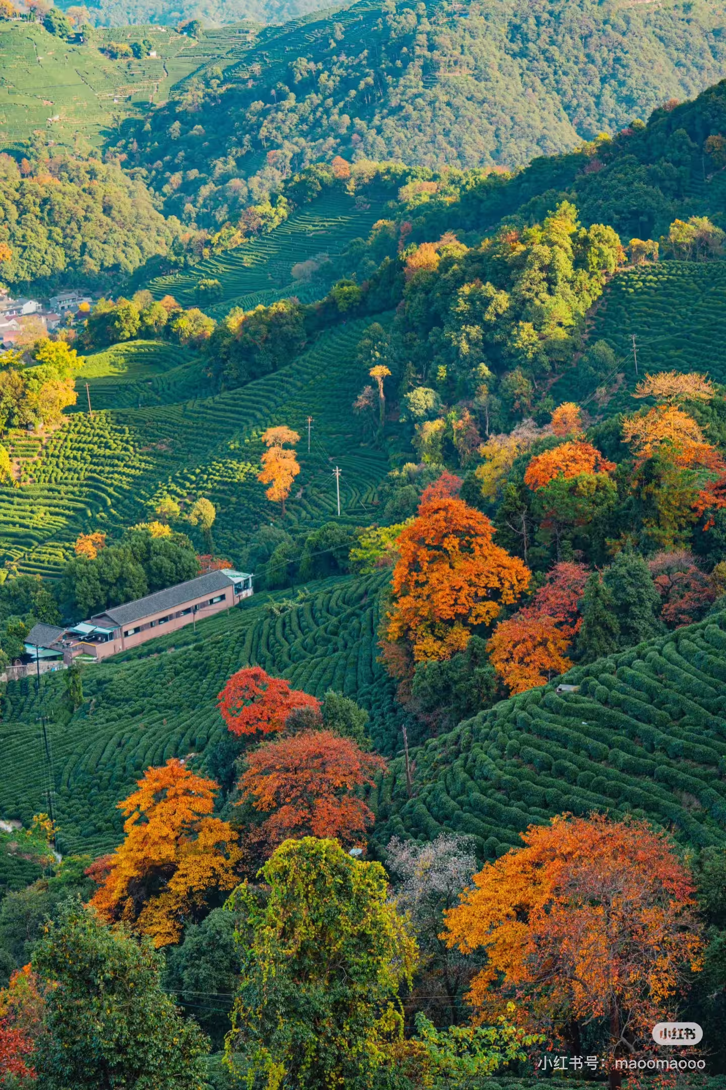 DiMi – Musim gugur di Desa Teh Longwu, Hangzhou